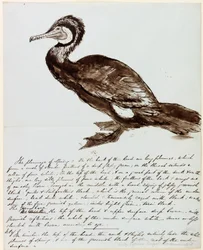 Kormoran